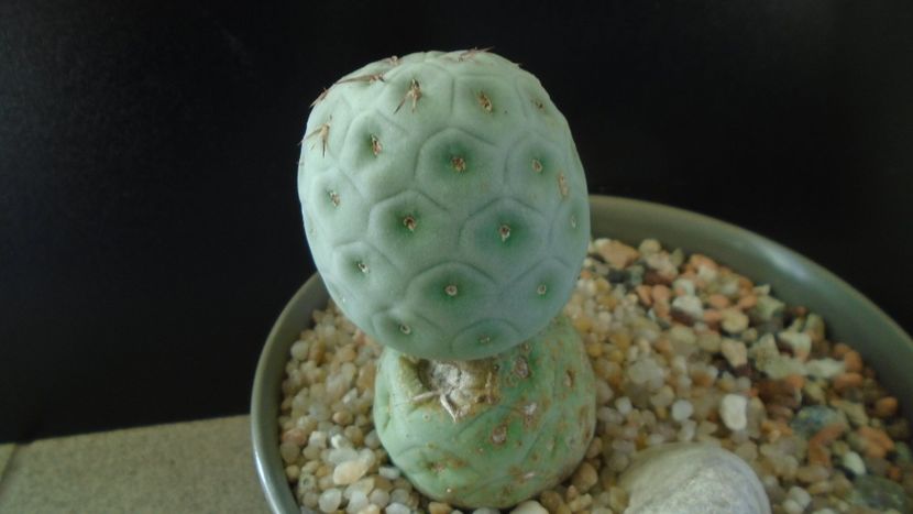 Tephrocactus geometricus f. inermis - Cactusi 2020 - catalogare 2