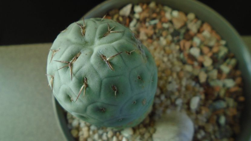 Tephrocactus geometricus f. inermis - Cactusi 2020 - catalogare 2