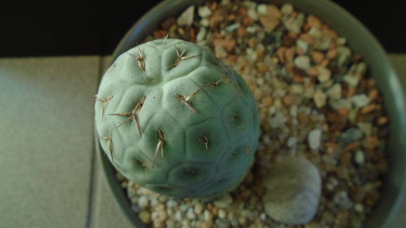 Tephrocactus geometricus f. inermis - Cactusi 2020 - catalogare 2
