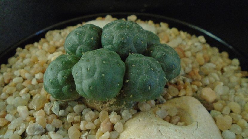 Puna bonnieae f. inermis (Maihueniopsis) - Cactusi 2020 - catalogare 2
