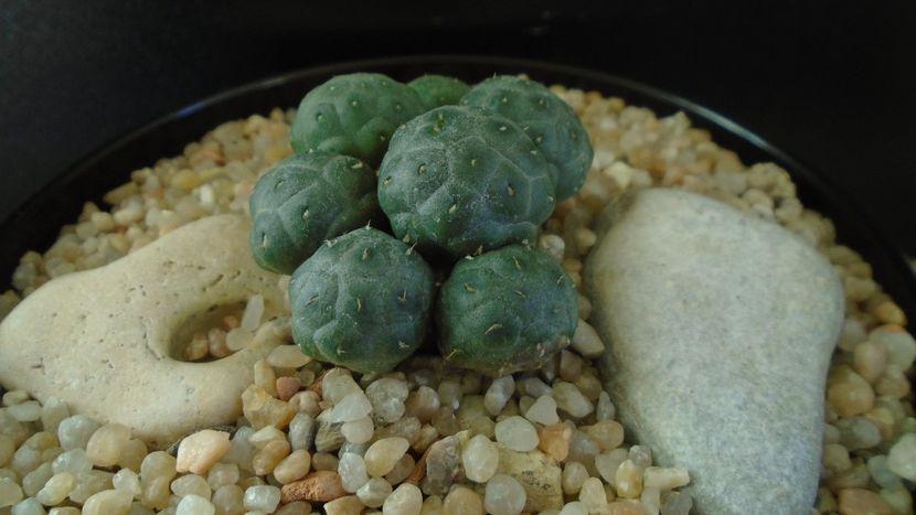 Puna bonnieae f. inermis (Maihueniopsis) - Cactusi 2020 - catalogare 2