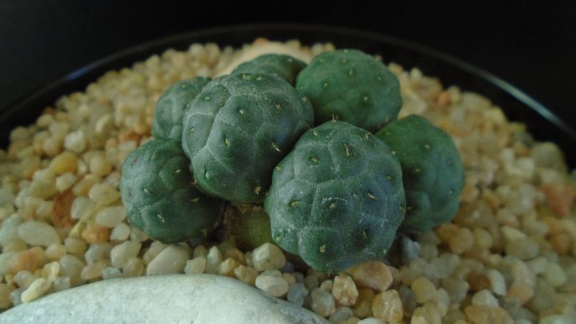 Puna bonnieae f. inermis (Maihueniopsis) - Cactusi 2020 - catalogare 2