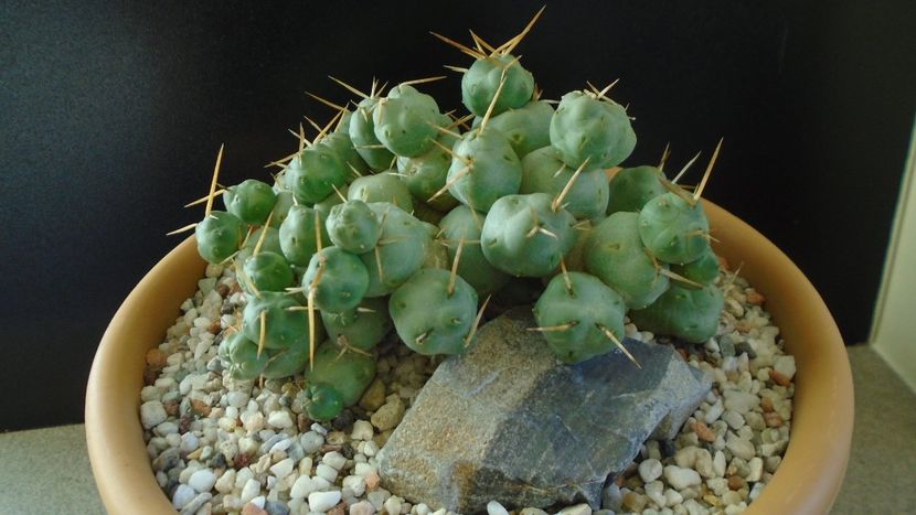 Cumulopuntia rossiana - Cactusi 2020 - catalogare 2
