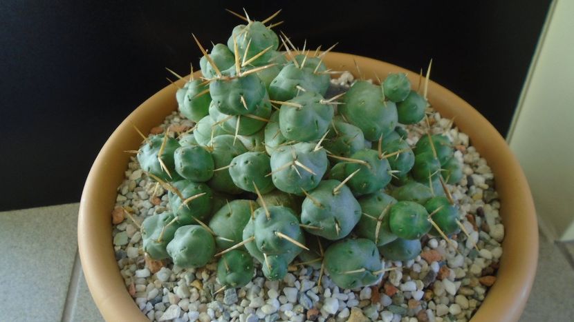 Cumulopuntia rossiana - Cactusi 2020 - catalogare 2