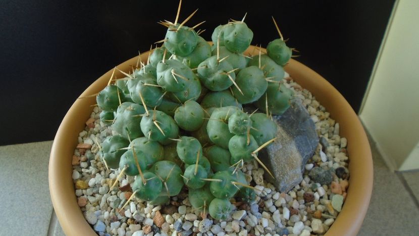 Cumulopuntia rossiana - Cactusi 2020 - catalogare 2