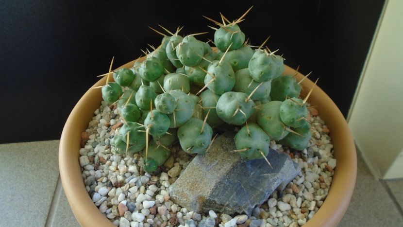 Cumulopuntia rossiana - Cactusi 2020 - catalogare 2