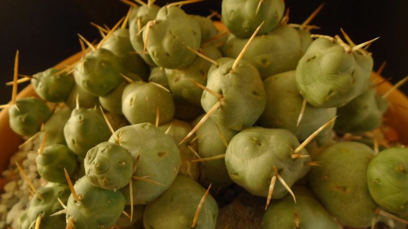 Cumulopuntia rossiana - Cactusi 2020 - catalogare 2