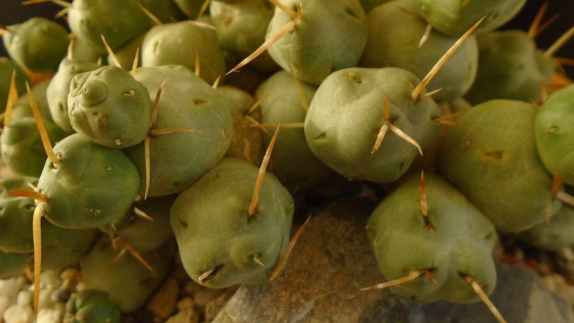 Cumulopuntia rossiana - Cactusi 2020 - catalogare 2