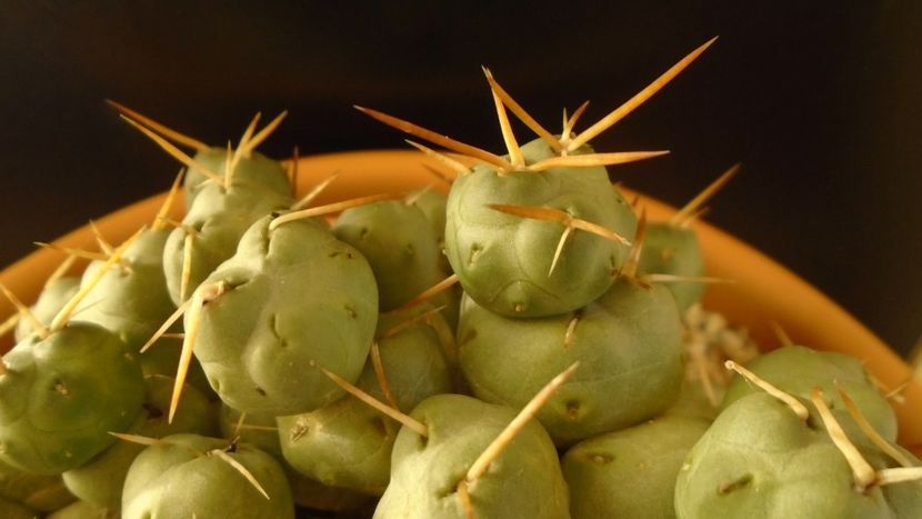 Cumulopuntia rossiana - Cactusi 2020 - catalogare 2