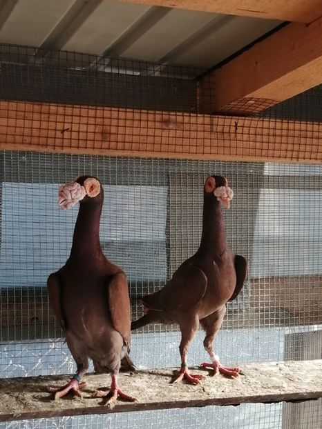 PERECHE..PT 2020 - CARRIER PT MATCA 2020