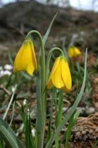 Fritillaria pudica (2) - Fritillaria