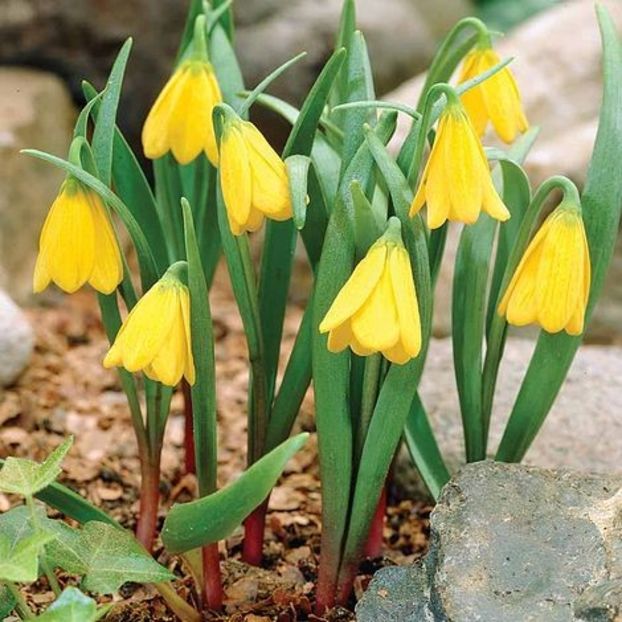 Fritillaria pudica - Fritillaria