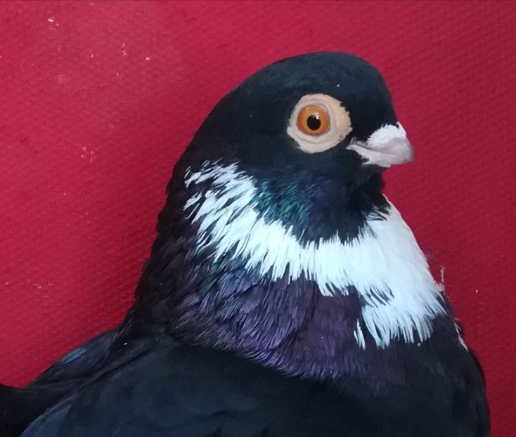  - Negri trenati de Bucuresti