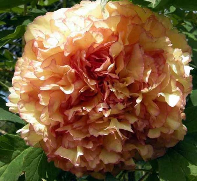 KIN KAKU - BUJOR ARBUSTIFER - KINKAKU