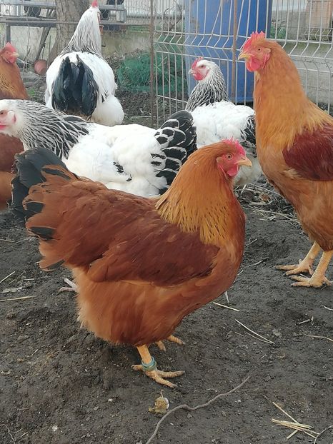  - 2020 New Hampshire