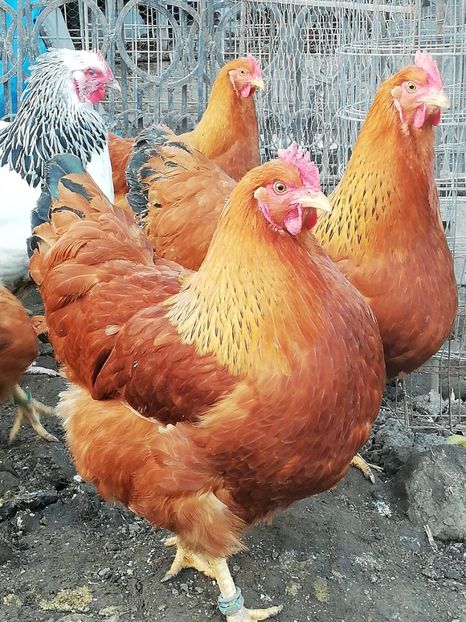  - 2020 New Hampshire