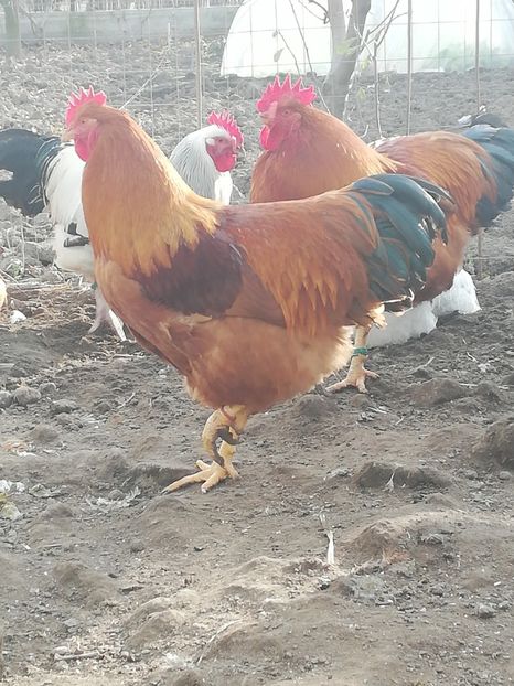  - 2020 New Hampshire