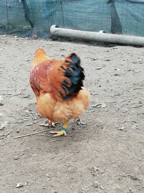  - 2020 New Hampshire