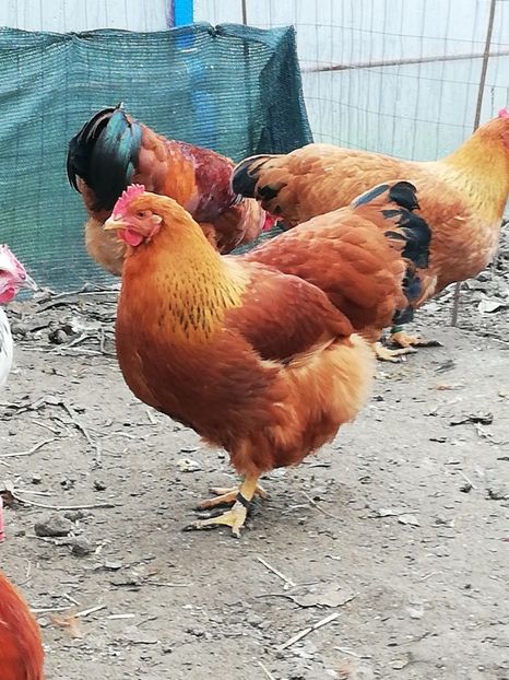  - 2020 New Hampshire