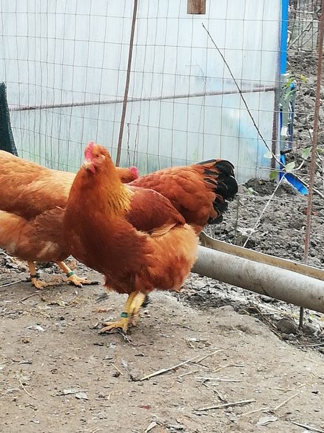  - 2020 New Hampshire