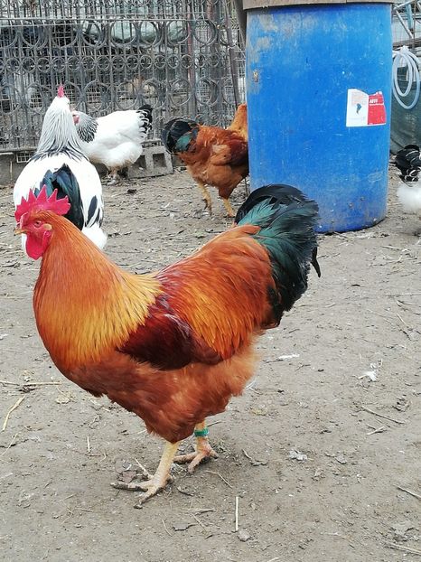  - 2020 New Hampshire