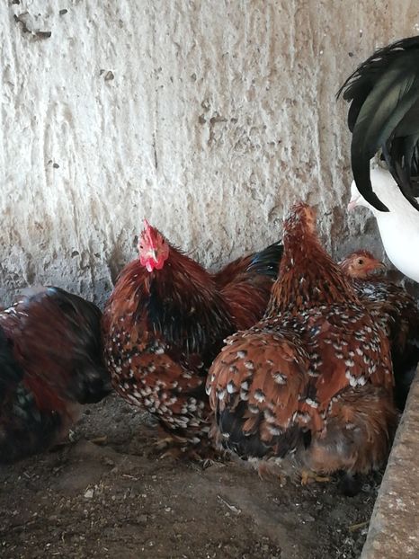  - 2020 Cohin Portelan