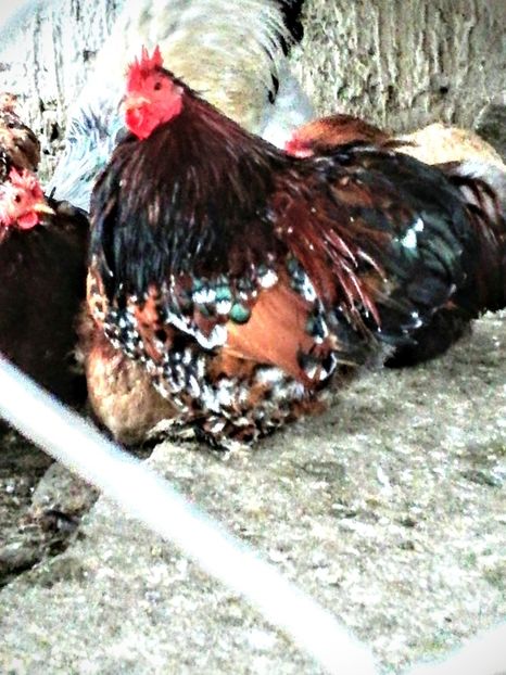  - 2020 Cohin Portelan