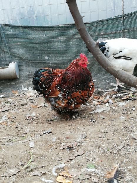  - 2020 Cohin Portelan