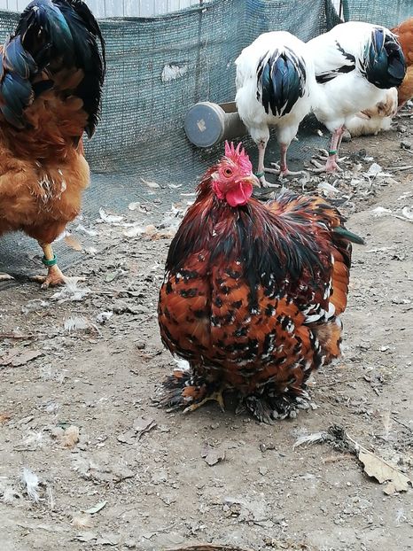  - 2020 Cohin Portelan