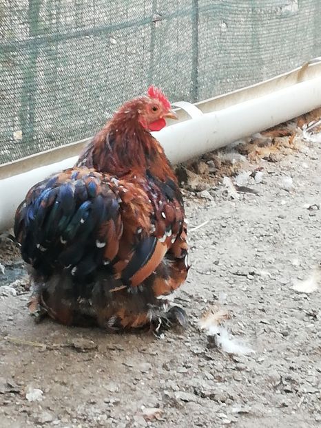  - 2020 Cohin Portelan