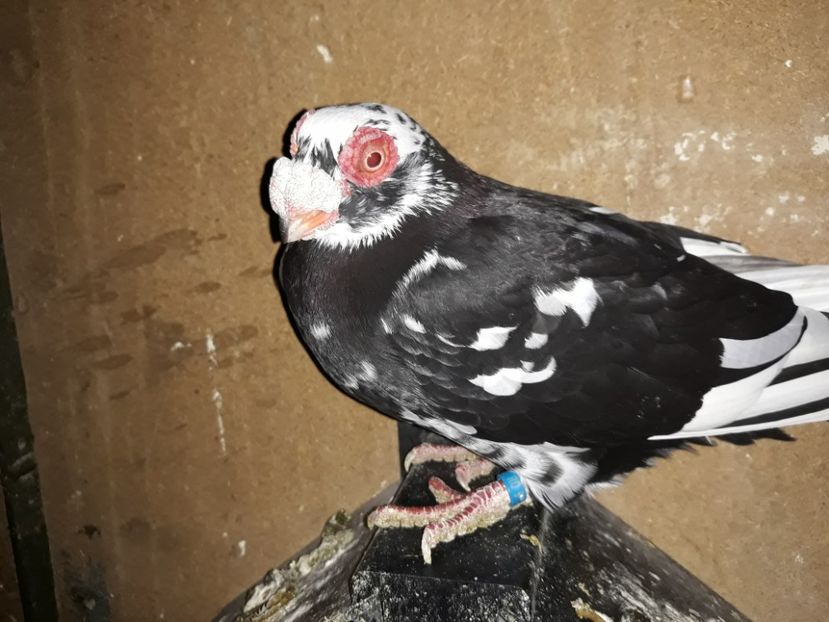 F 18 - Indian german 2020