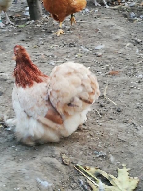  - 2020 Cochin Grau Auriu