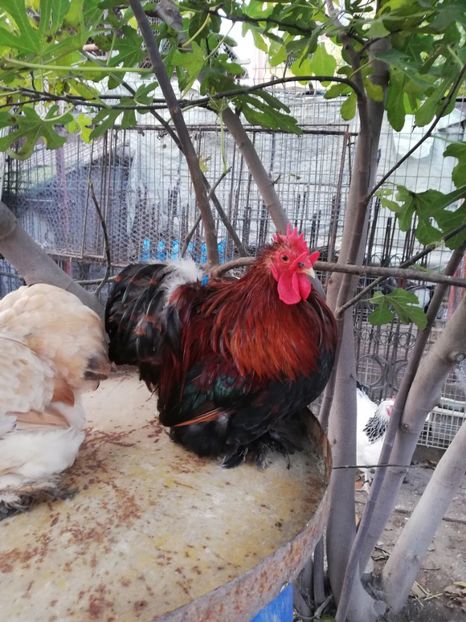  - 2020 Cochin Grau Auriu