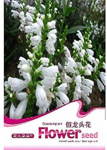 Physostegia.-3 - PHYSOSTEGIA