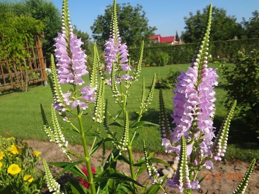 Physostegia. rosa -1 - PHYSOSTEGIA