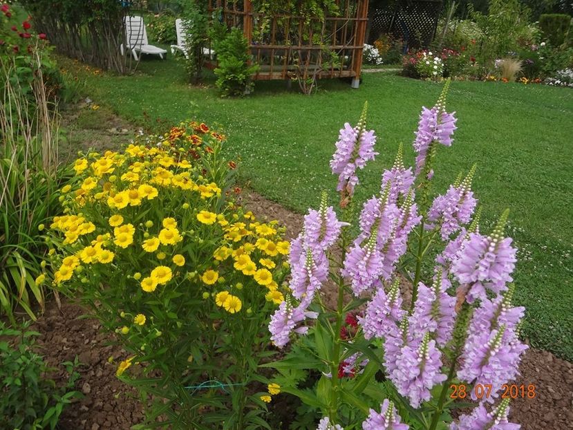 Physostegia. rosa - PHYSOSTEGIA