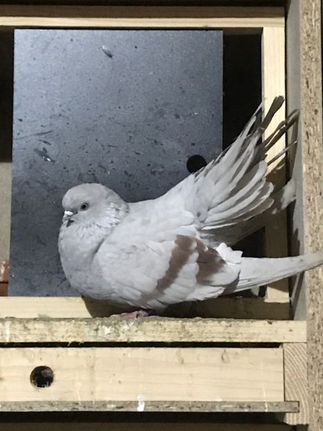 C1CA0DA7-34CF-4D86-AA2A-D1437EBA4A1F - Zburători Argintii