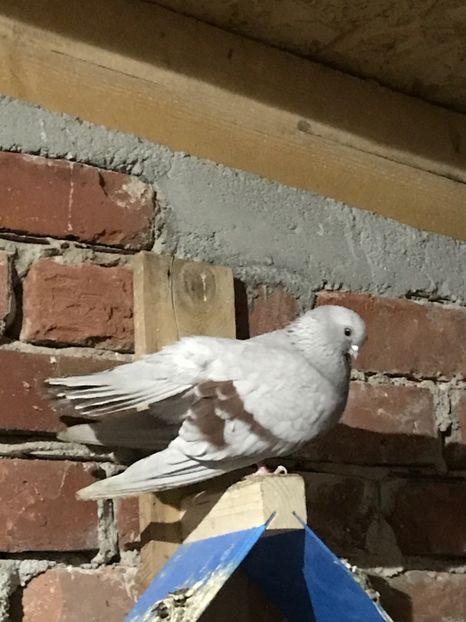 6E968E2A-B451-49E8-82DB-051EF12C93BD - Zburători Argintii