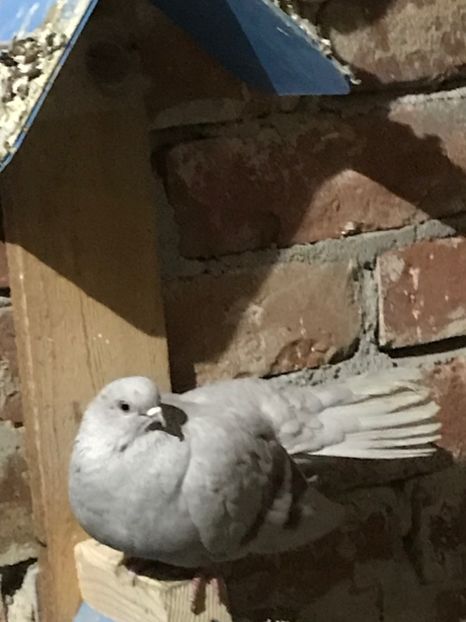 26A258D6-B4CF-440A-AA67-623195195158 - Zburători Argintii