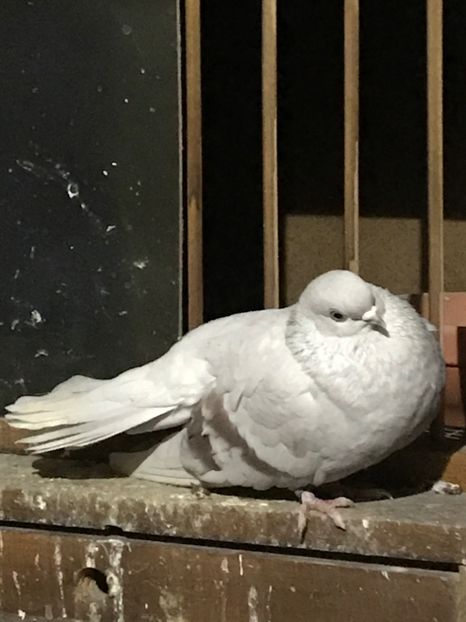 E05E5A1F-9FD2-4C5B-B724-3C8D8FBB6028 - Zburători Argintii