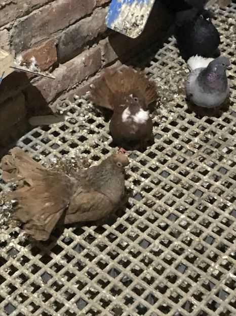 6F29CCA9-5945-4A7D-A0F1-2A49F9D2314A - Negri turci