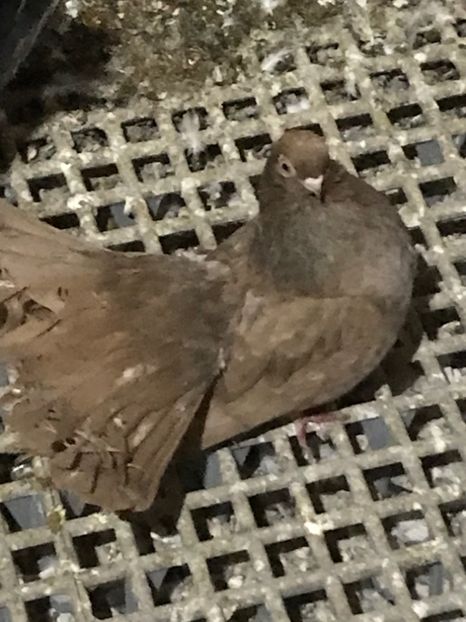 03AA39E2-C4AC-4472-9C6F-8AC62B4A3EE5 - Negri turci