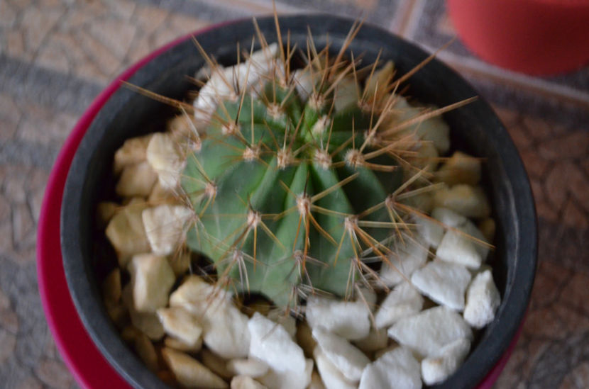  - suculente si cactusi