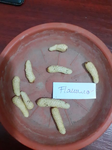  - AA RIZOMI ACHIMENES 2022