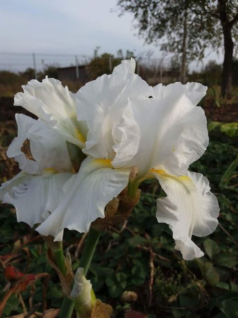 received_1967514886829537 - Irisi infloriti in 2019