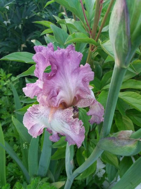 received_2037470726500619 - Irisi infloriti in 2019