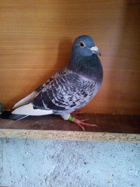 M. - Porumbeii mei