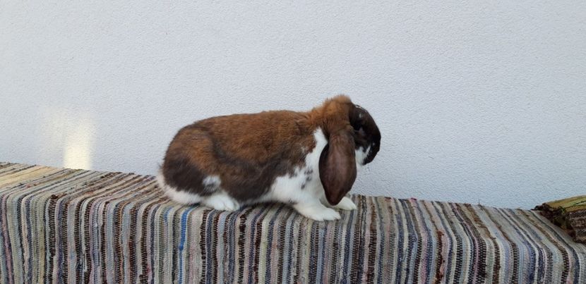  - Femela berbec german thuningen-mantulat