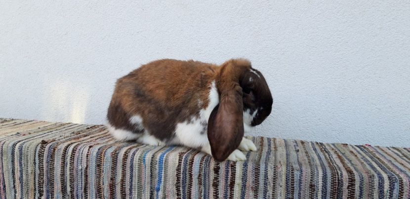  - Femela berbec german thuningen-mantulat