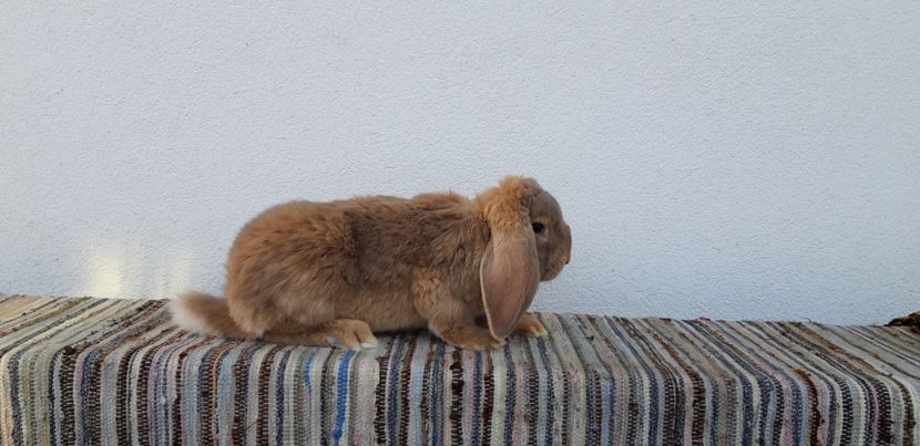  - Mascul berbec german mignon